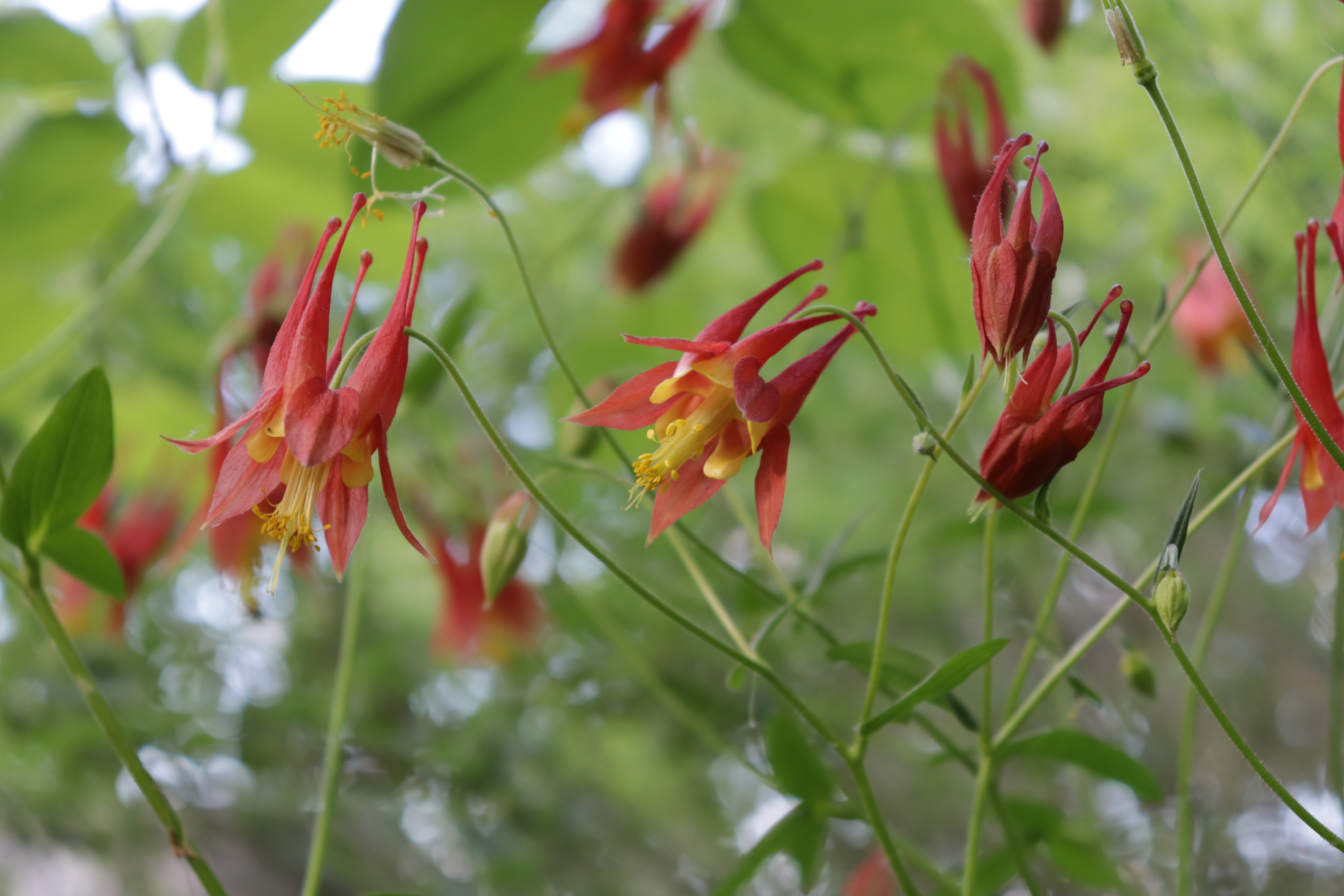 Image of Aquilegia canadensis, wild columbine, honeysuckle companion plant